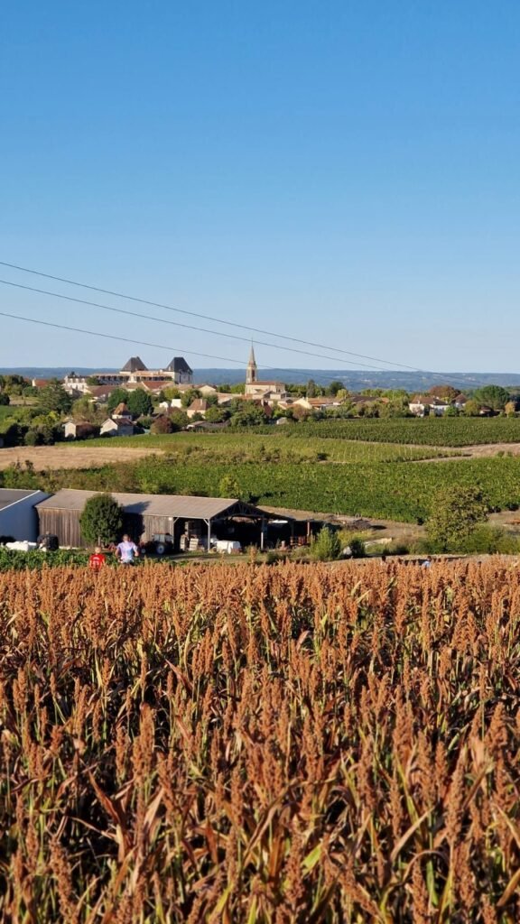 Le village de Saussignac au-dessus des vignes, champ de sorgho au premier plan