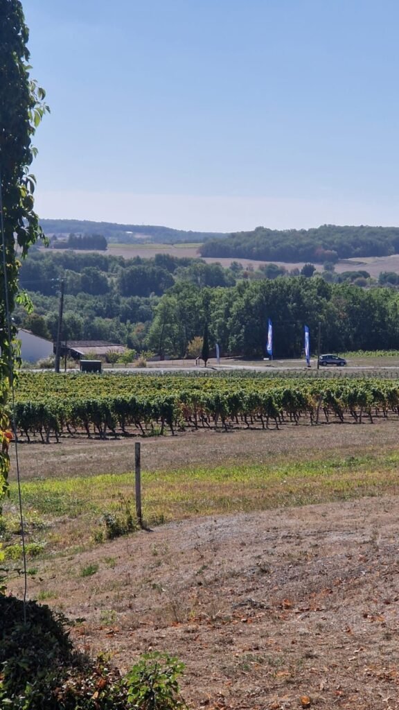 Rangs de vigne du Bergeracois, oriflammes de l’organisation au loin